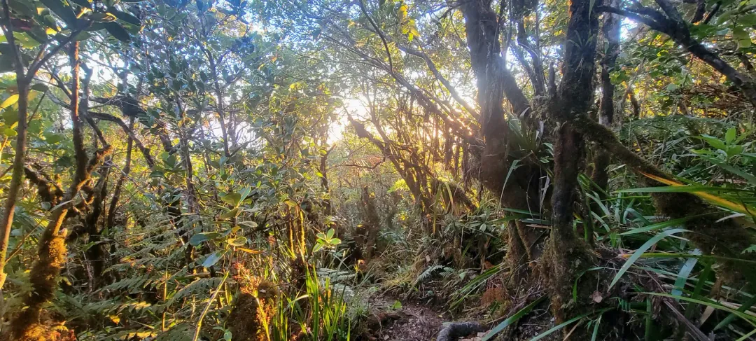 Forêt luxuriante