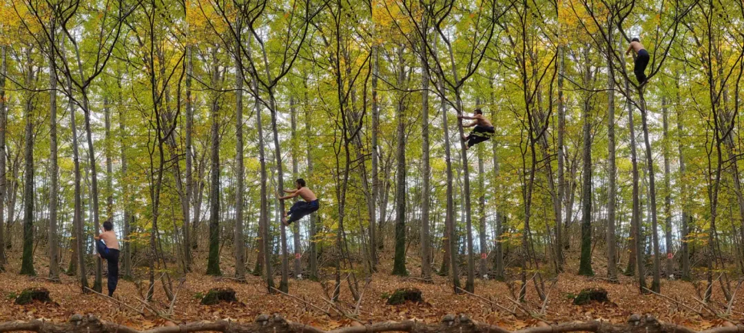 Grimpe d'arbre dans le bois du Ratz
