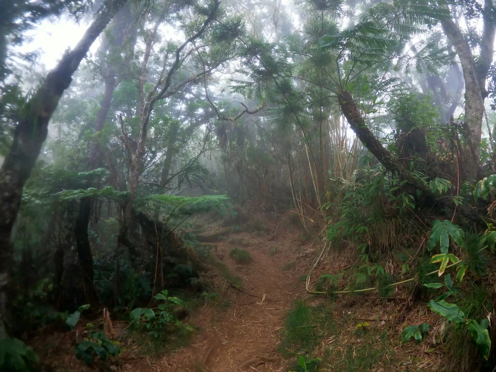 Forêt humide 2 GR R2